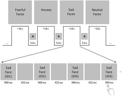 The Trajectory of Hemispheric Lateralization in the Core System of Face Processing: A Cross-Sectional Functional Magnetic Resonance Imaging Pilot Study